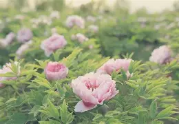 火娃与水娃4u7u9小游戏